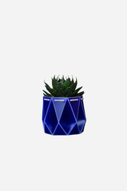 Geometric blue pot with a plant on a dark blue background