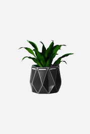 Geometric gray planter with a green plant on a dark gray background